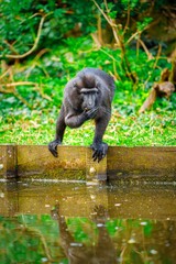 Obraz premium A gray monkey sits on a wooden dock, gazing thoughtfully at the still water. Its long tail hangs down, and it appears to be pondering something while surrounded by lush greenery.