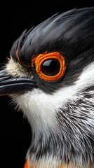 Naklejka premium A bright professional photograph of one half of a zoo animal face.