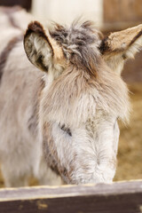 Donkey feeds on hay, showcasing its strength and elegance in the peaceful setting.