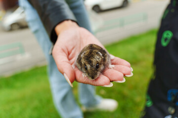 A gentle moment with a tiny rodent held in open hands outdoors on a sunny day, showcasing the connection between nature and friendship
