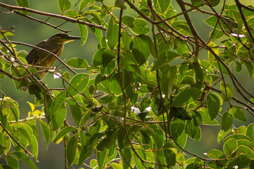 Ninho de socozinho ave pescadora encontrada nas floresta e lagos brasileiros. 