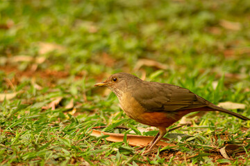 Sabiá-laranjeira comendo formiga em um gramado. 