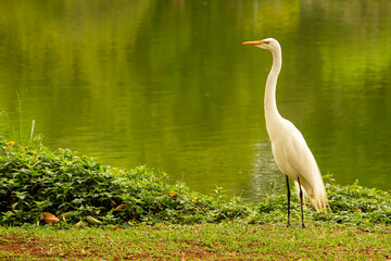 Obraz premium Garça-branca-grande andando nas margens de um lago. 
