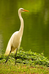 Gar&ccedil;a-branca-grande andando nas margens de um lago. 