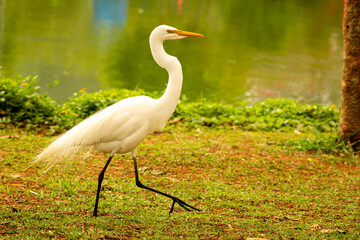 Garça-branca-grande andando nas margens de um lago. 