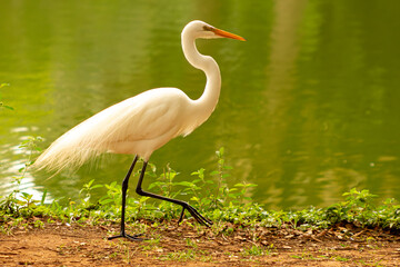 Garça-branca-grande andando nas margens de um lago. 