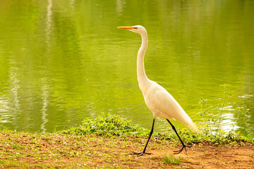 Garça-branca-grande andando nas margens de um lago. 
