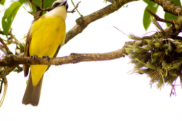 Bem-te-vi pousado em um galho de árvore. Espécie de ave encontrada na fauna da Mata Atlântica brasileira. 