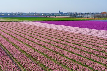 A stunning view of a vast pink flower field under a clear blue sky, with a charming village and a tall church tower in the distance, showcasing the beauty of the countryside landscape.