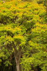 Fototapeta premium Árvore frondosa de folha verde e flor amarela. 
