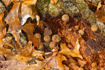 The common earthball (Scleroderma citrinum), commonly known as  pigskin poison puffball or common earth ball