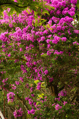 Folhas de cor verde e amarela com linda textura. 