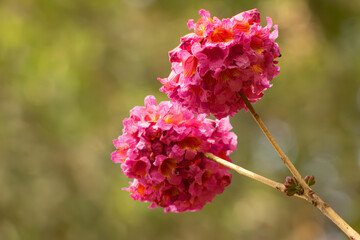 Flor da árvore ipê rosa.