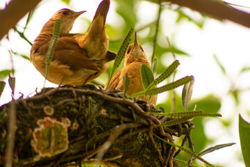 Sabiá-laranjeira ave em um ninho no galho de árvore. 