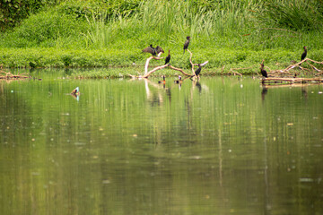 Pássaros pousados em galhos seco dentro de um lago. 