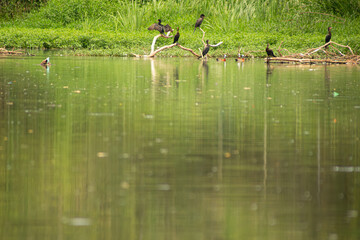 Pássaros pousados em galhos seco dentro de um lago. 