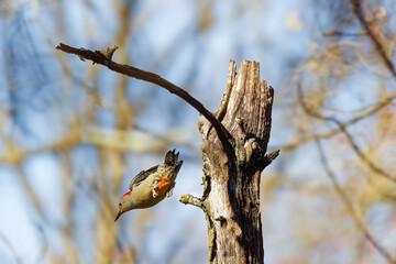 The red-belied woodpecker (Melanerpes carolinus) in flight