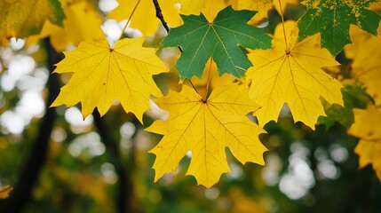 Obraz premium Pale yellow and vibrant green leaves with visible texture in an autumn forest close-up