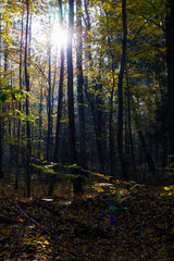 Obraz premium The bright sun is shining warmly through the tall trees in the forest