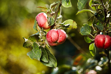 Ripe red apples on a tree branch with green leaves, gently lit by natural sunlight for a warm
