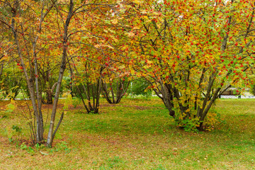 Autumn leaves carpet the ground beneath vibrant trees in a tranquil park during a crisp afternoon