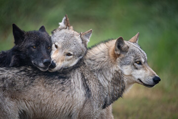 Wolf Pack Kissing © Megan Brief