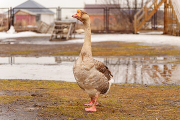 Geese across the dusty ground of a charming farmstead. Selective focus.
