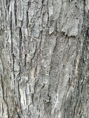 bark of a tree