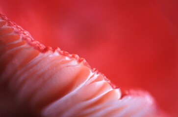 Abstract blurry background for covers and wallpapers