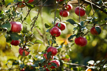 Harvesting ripe apples on a sunny day in an orchard surrounded by greenery