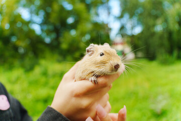 Friendly squirrel is gently cradled in a person hand, enjoying the warmth of the afternoon sun.