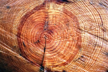 Wooden texture close view background