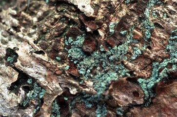 Wooden texture close view background