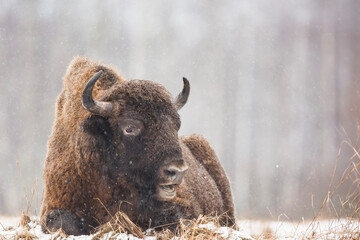 Żubr europejski (Bos bonasus) zimą  © Michal Przystas