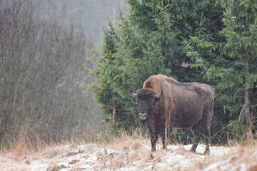Żubr europejski (Bos bonasus) zimą w padającym śniegu © Michal Przystas