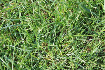 green grass with summer sunlight