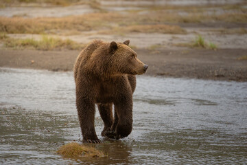 Portrait, Coastal Brown Bear, Lake Clark National Park & Preserve, Alaska 