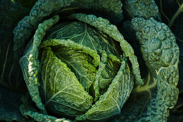 Close-Up of Fresh Green Cabbage in Sunlight