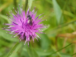 Bee on flower