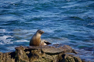 Obraz premium sea lion on the rocks along the shore