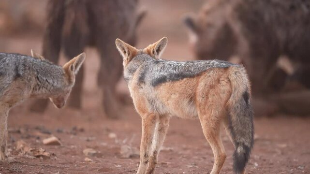 The black-backed jackal (Lupulella mesomelas) is a medium-sized canine native to eastern and southern Africa. These two Jackals are waiting on an opportunity to steal some food