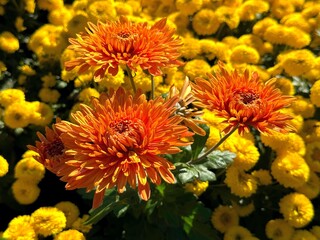 Chrysanthemum flowers bright orange yellow garden mums blooms.