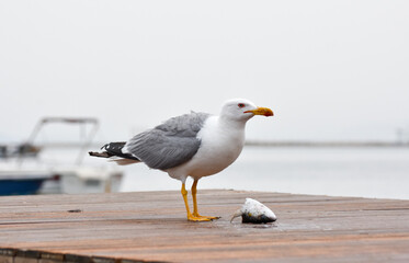 A seagull eating fish on a port