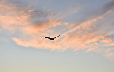 Obraz premium A seagull flying under beautiful sunset clouds 