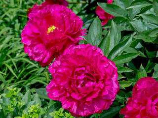 Closeup of dark pink peony Felix Crousse flowers in a garden