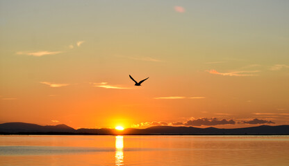 Sunset on a sea. A seagull flying on the sea, silhouette	