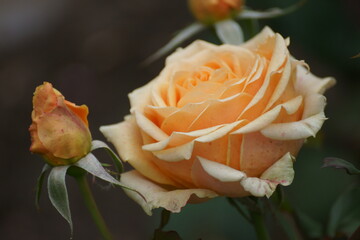 Beauty like red to deceive like an avenger to hate like roses to inspire romance?   The solution to...