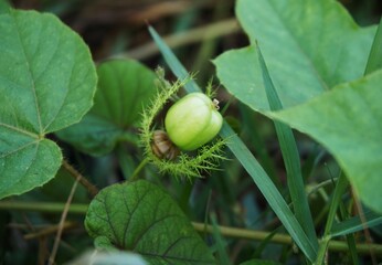 photo of mini passion fruit and flowers growing wild in the garden