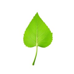Fototapeta premium beautiful tree leaf on plain background
