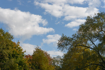 Obraz premium moody autumn trees and cloudy sky